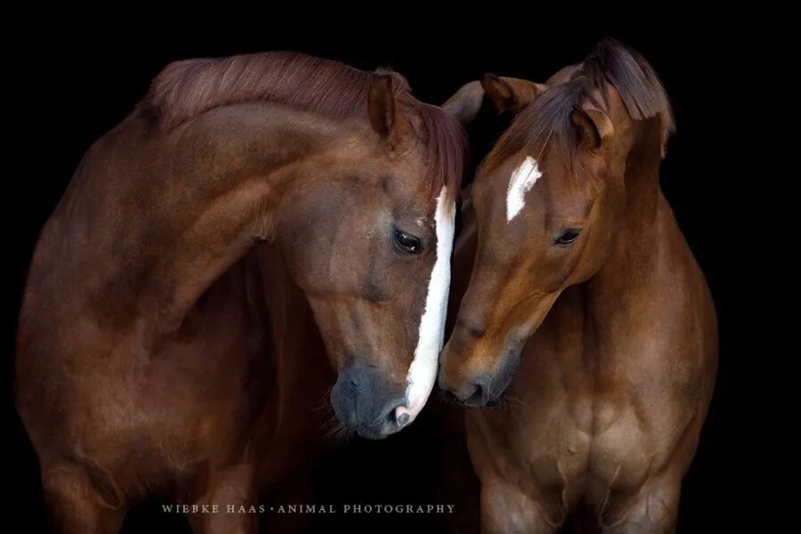 Лабрадор коричневый щенок. Два коричневых. Красивые лошади. Коричневая лошадь. Два коричневых.