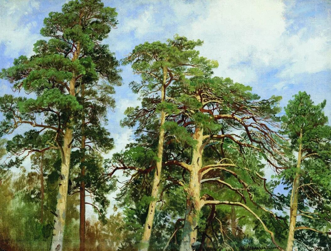 Картины шишкиной. Шишкин Иван Иванович (1832-1898). Шишкин сосны освещенные солнцем. Иван Иванович Шишкин верхушки сосен. Этюд Шишкина сосна на скале.
