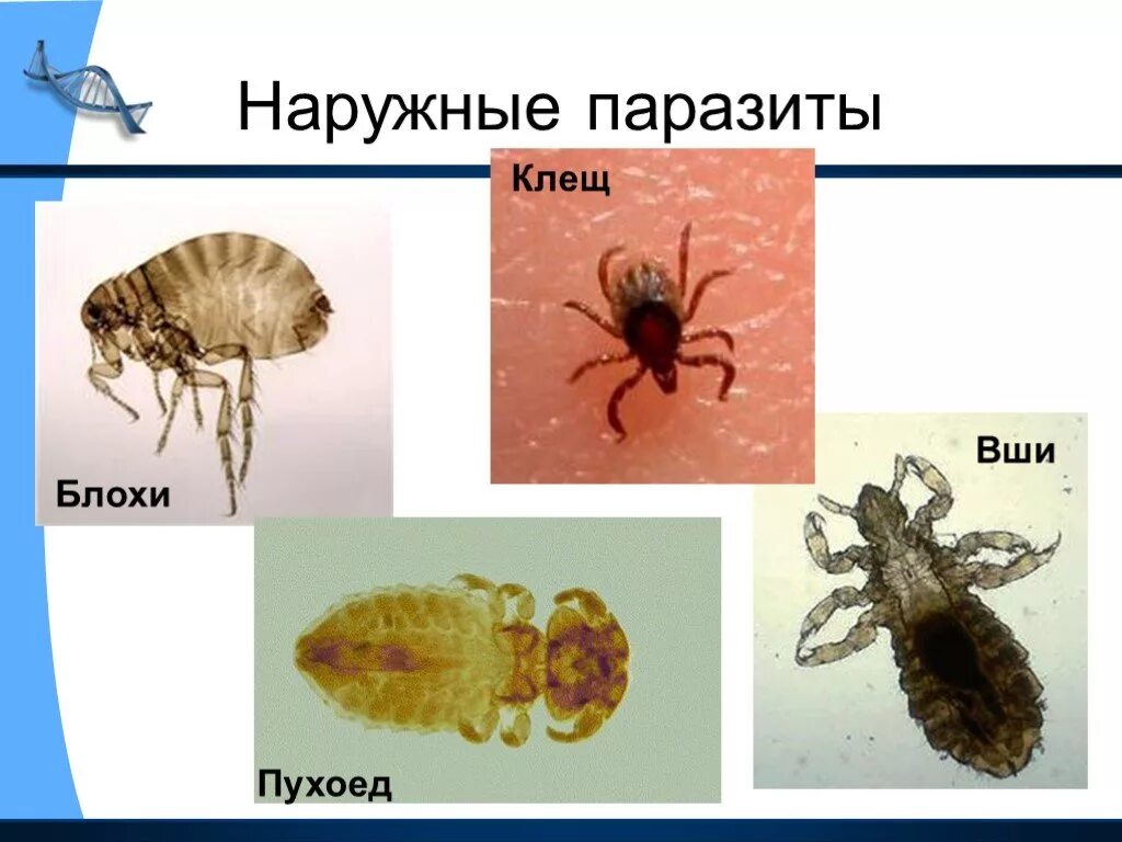 Чем наружные паразиты отличаются от. Паразитизм вши блохи клещи. Паразиты клещ блоха вша. На аружные паразиты. Наружные паразиты животных.