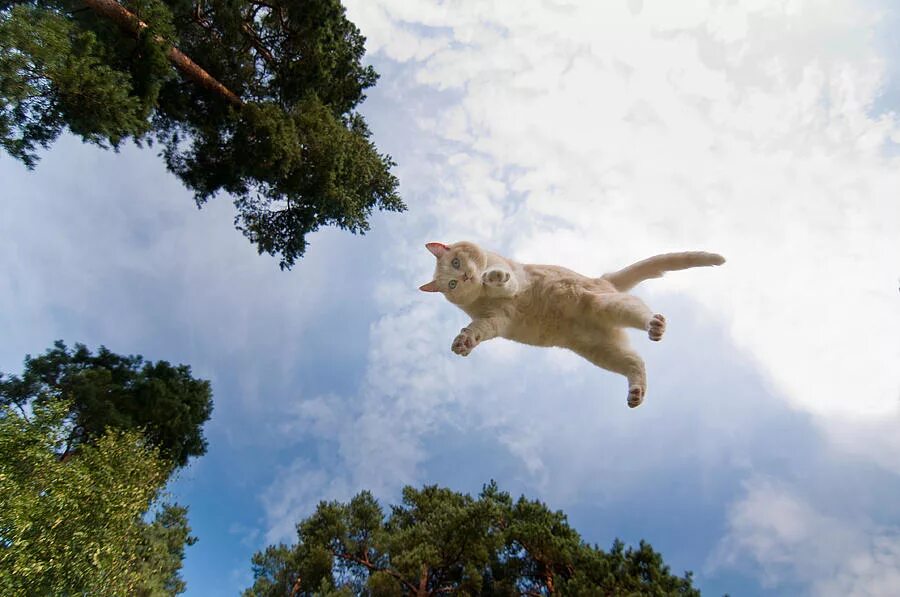 Кот летит. Летающий котик. Кошка в прыжке. Летающая кошка.