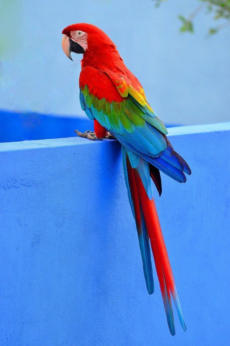 Большой цветной попугай. Попугай ара. Попугай ара красный. Какаду и ара. Попугай ара Макао.