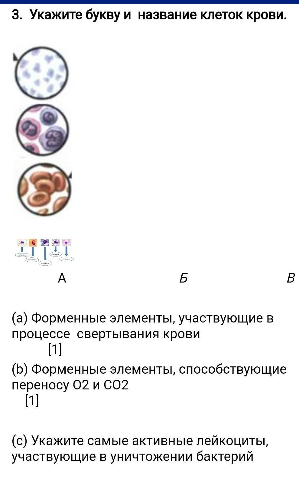 Биология 7 класс 2 четверть. Сор по биологии 8 класс 2 четверть. Биология 8 класс 4 четверть. Сор по биологии 7 класс 3 четверть. Соч 2 по биологии 8 класс.