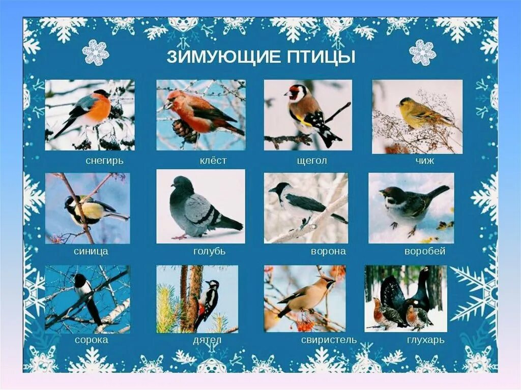 Зимующие птицы. Зимующие птицы России. Зимующие птицы для дошкольников. Изображение зимующих птиц.