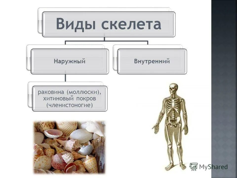 Виды скелета наружный. Типы скелетов. Наружный скелет организмы. Наружный скелет и внутренний скелет.