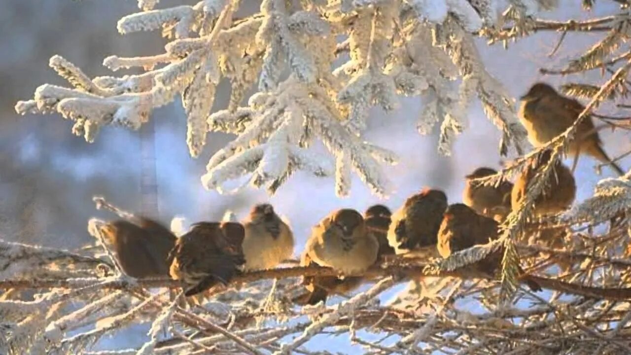 Доброе февральское утро видео. Зимнее утро. Птицы в зимнем лесу. Зимний денек. Морозное утро.