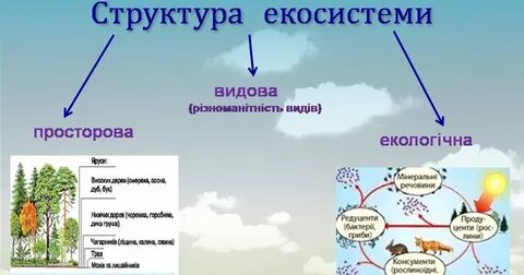 Экосистема биология 9