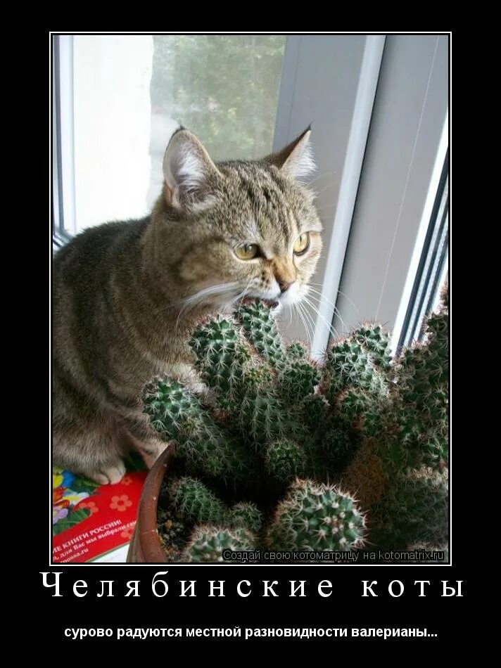 елку убрали скучно скорее бы рассаду посадили. елку убрали скучно скорее бы рассаду посадили. а ты выбросил елку. коты и рассада юмор. ёлки и коты котоматрица.