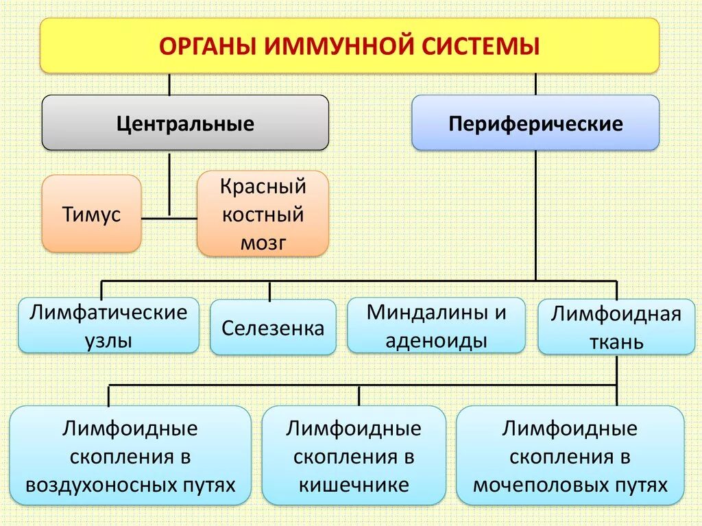 Общая морфофункциональная характеристика эндокринных желез. Факторы неспецифической противоинфекционной защиты организма. Классификация органов эндокринной системы анатомия. Живые организмы схема. Паренхиматозные органы классификация.
