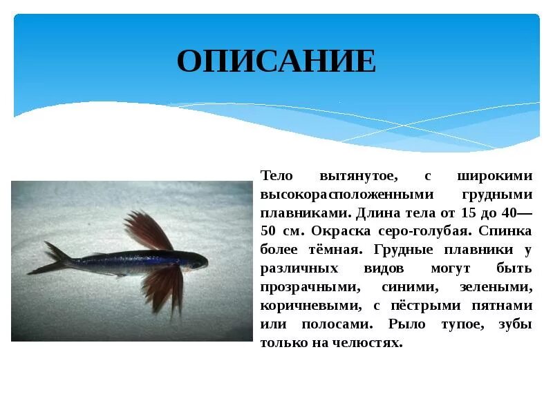 Плавники костных и хрящевых рыб. Рыбы строение рыбы. Рисунок рыбы внешнее и внутреннее строение. Плавники текст. Внешнее строение речного окуня рыбы 7 класс биология таблица.