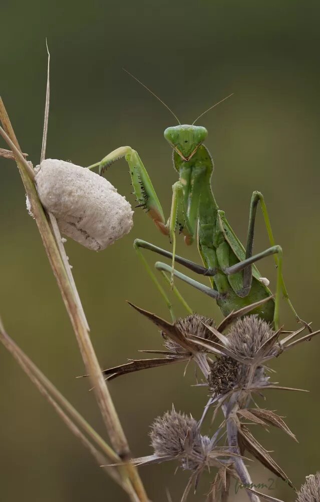 Богомольша. Mantidae.