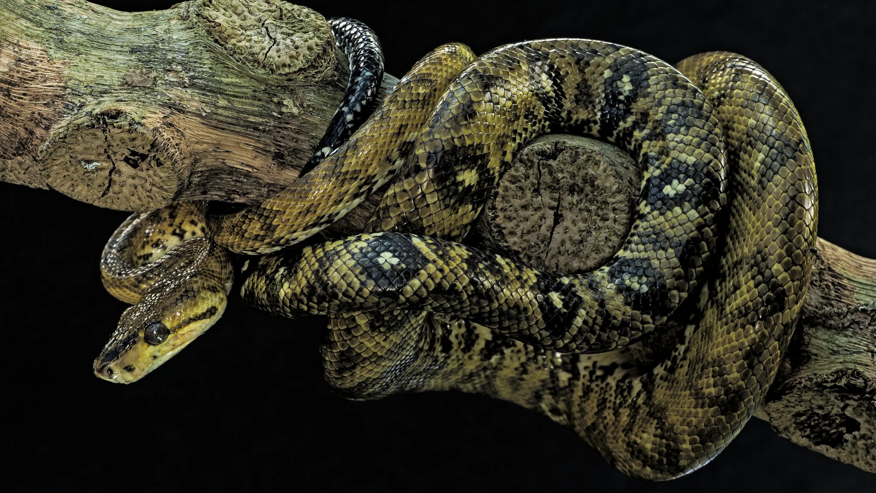 Corallus ruschenbergerii. Удав змея. Змеи Австралии. Черный удав.