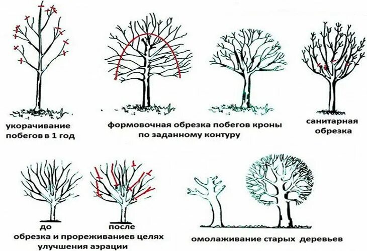 Формировка кроны плодовых деревьев. Санитарная обрезка деревьев схема. Сроки обрезки плодовых деревьев и кустарников. Обрезка кустарников схема. Обрезка фруктовых весной