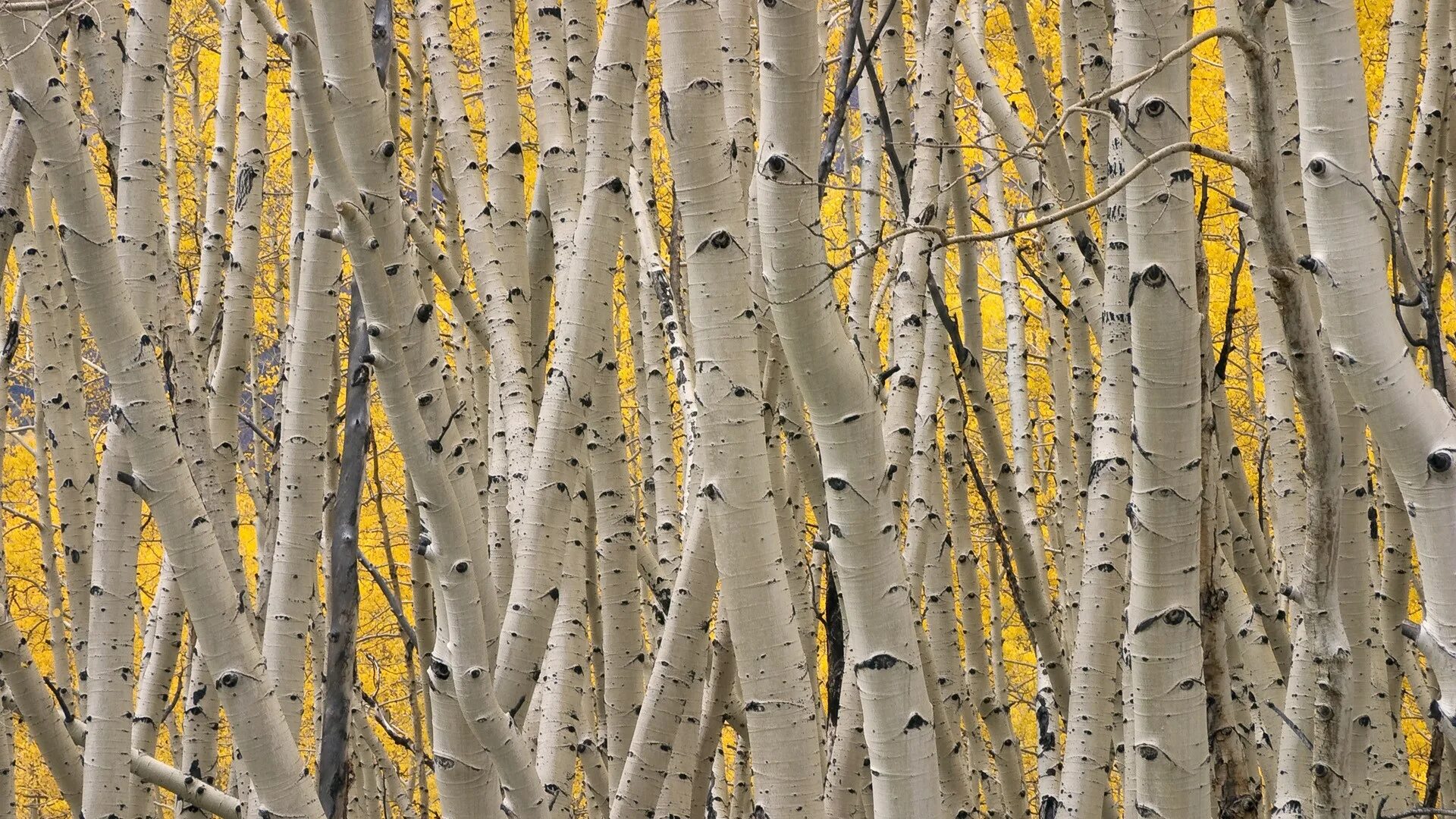 Осина. Aspen осина. Красивая осина. Осина осень зима