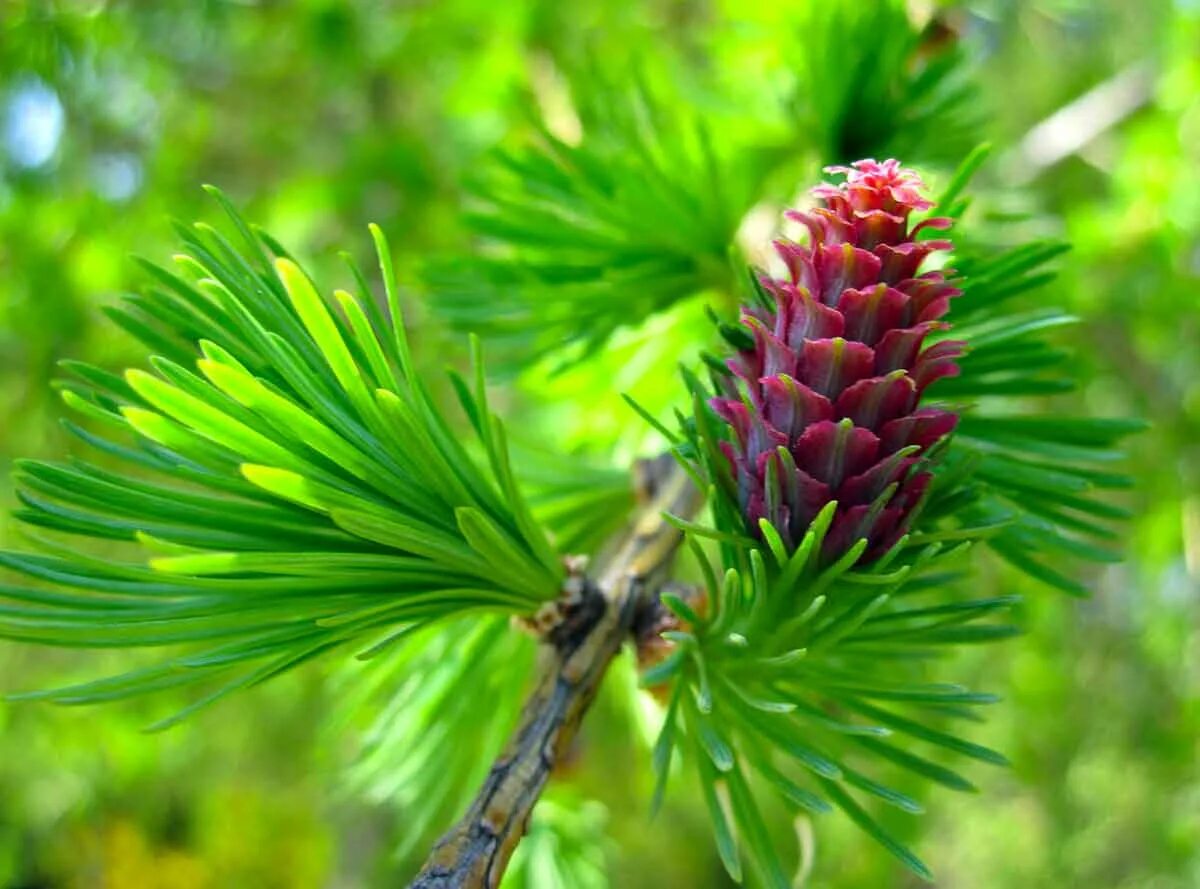 Какого цвета лиственница. Лиственница сибирская larix sibirica. лиственница сибирская lárix sibírica. лиственница даурская. лиственница даурская хвоя.