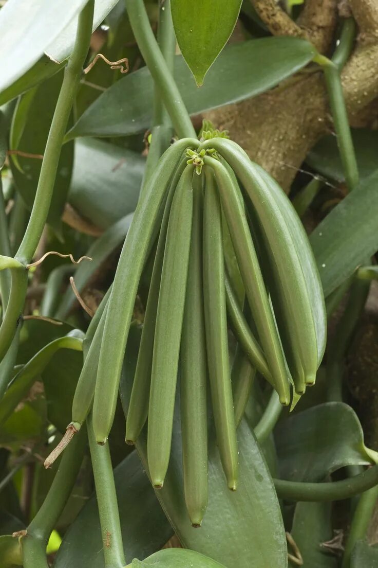 Ваниль (v. planifolia. Vanilla planifolia Andrews. Плод Ванилла. Vanilla plants