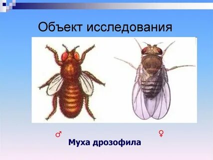 Признаки дрозофилы