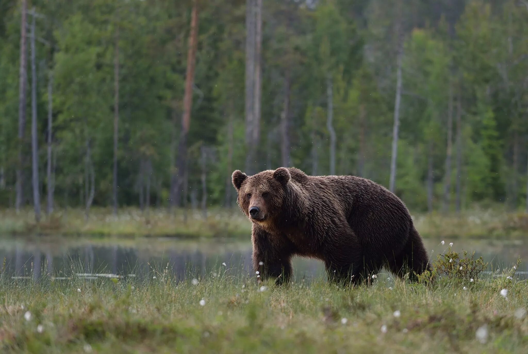 Бурый медведь в тайге. Таежный бурый медведь. Сибирский бурый медведь. Житель тайги животные медведь. Животные тайги бурый медведь.