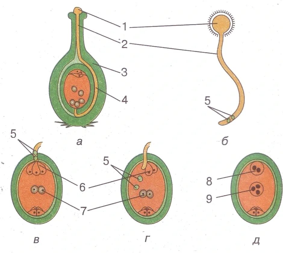 Проникновение спермиев в зародышевый мешок перенос пыльцы. Двойное оплодотворение у цветковых схема. Рисунок двойного оплодотворения у цветковых растений. Схема двойного оплодотворения у цветковых растений. Оплодотворение покрытосеменных растений схема.