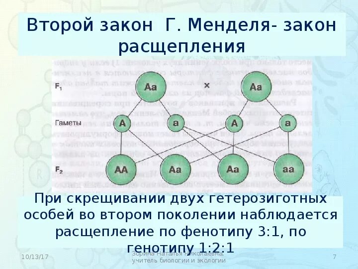 Расщепление по 2 закону Менделя. Закон расщепления схема. Второй закон Менделя закон расщепления закон чистоты гамет. 3 Закон Менделя по фенотипу. Чистая линия это потомство