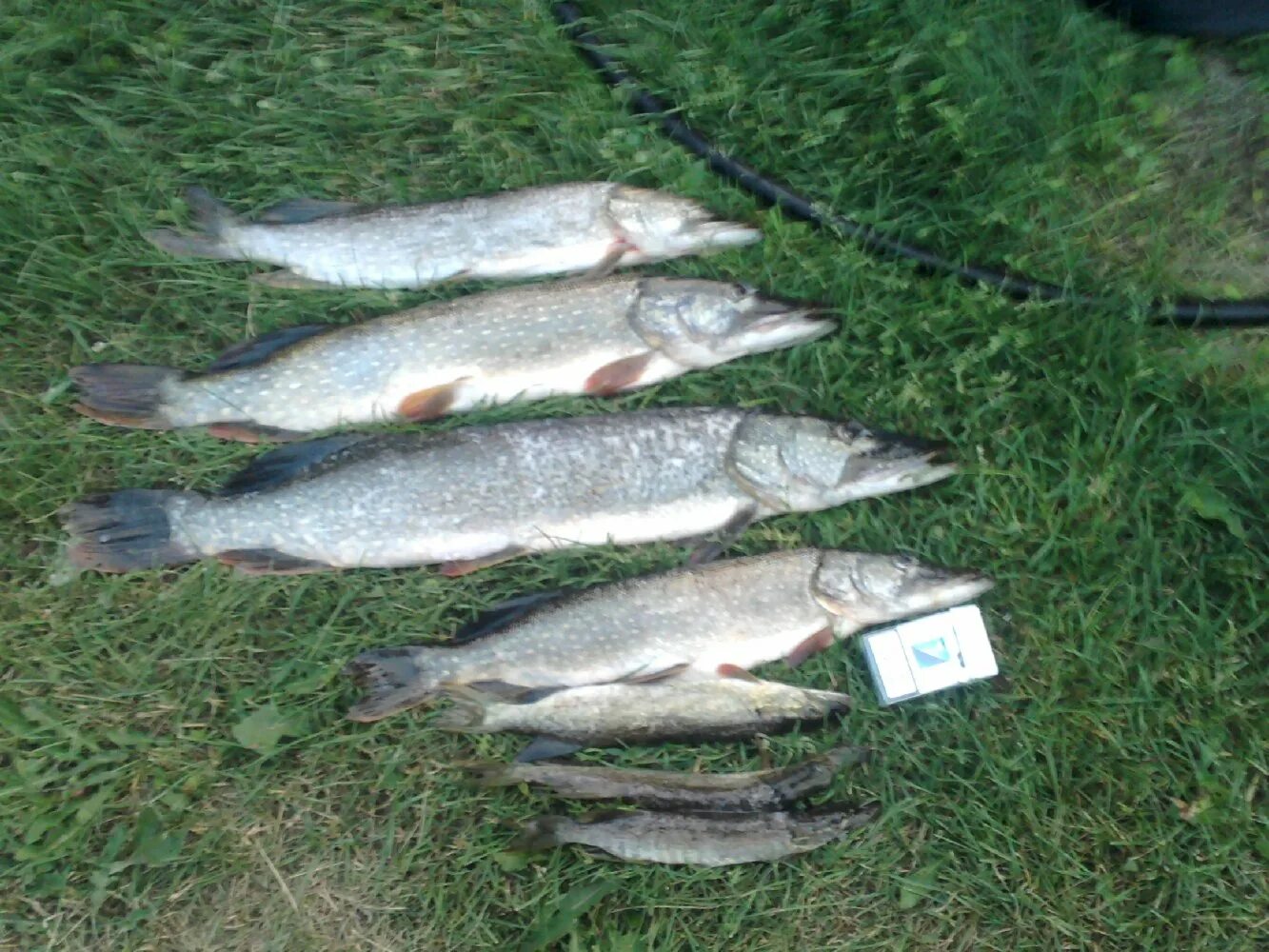 рп 5 малый красный яр. рп 5 малый красный яр. красный яр кривошеинский район. рп красный яр жирновский район. рп 5 малый красный яр.