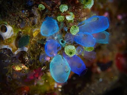 Sea Squirts. 