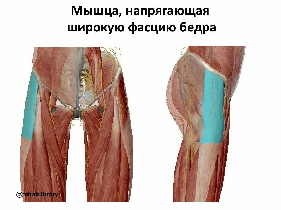 Мышца напрягающая. Мышца-напрягатель широкой фасции. мышца напрягатель широкой фасции бедра. мышца напрягатель широкой фасции бедра анатомия. напрягатель (тензор) широкой фасции бедра.