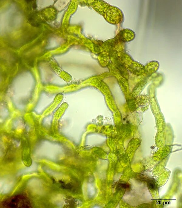 Протонема мха зеленая нить. Мох схистостега. Протонема мха под микроскопом. Нитчатая протонема. Протонема у мхов.