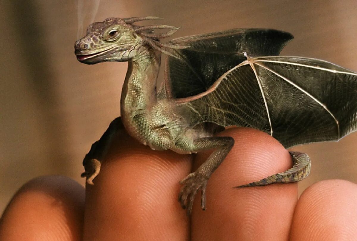 Самого маленького дракона. Агама ящерица Летучий дракон. Летучий дракон (Draco volans). Агама летающий дракон. Дракон настоящий.