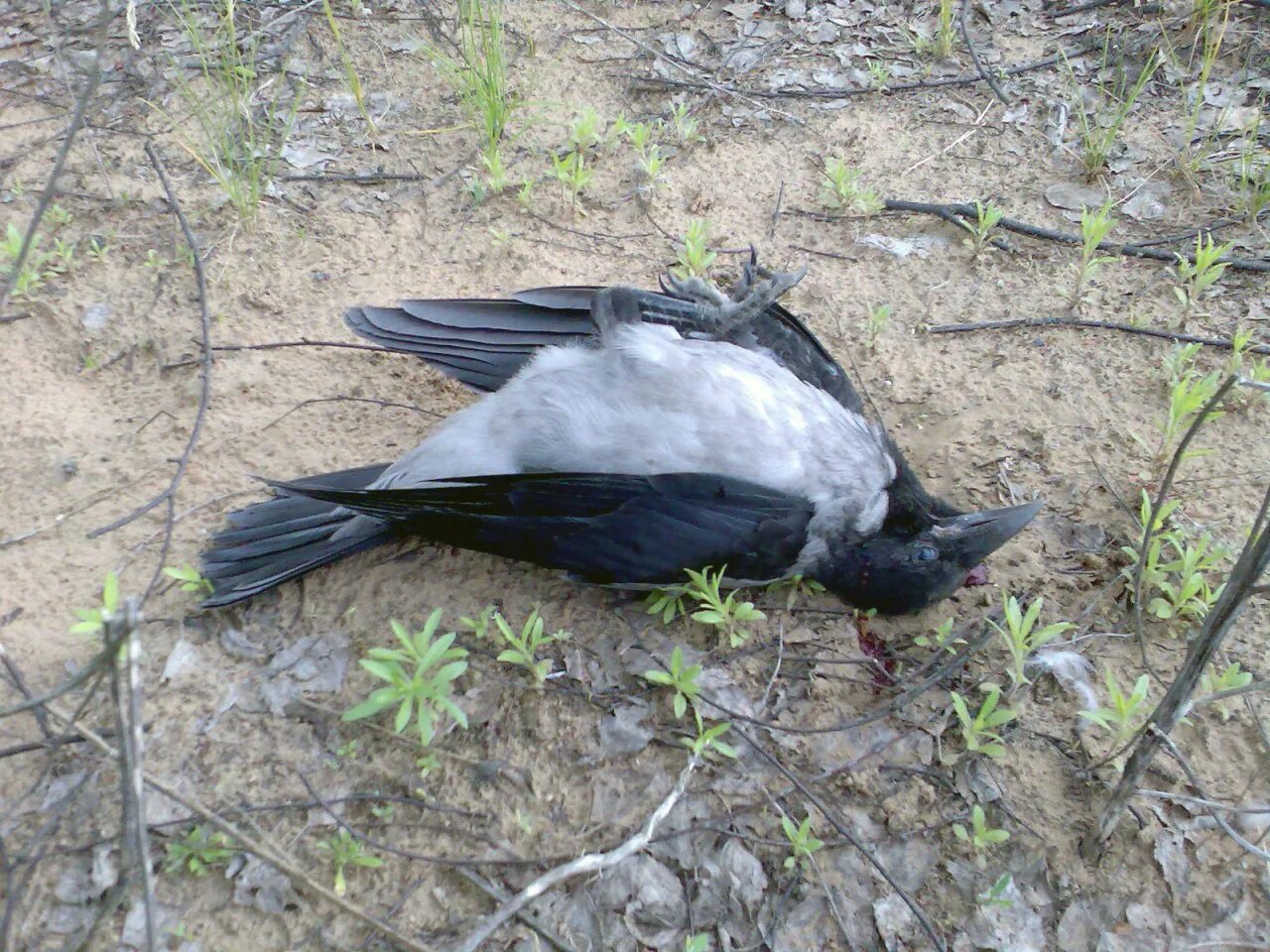 Упала птица на крыло