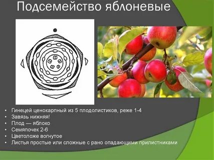 Представители яблони