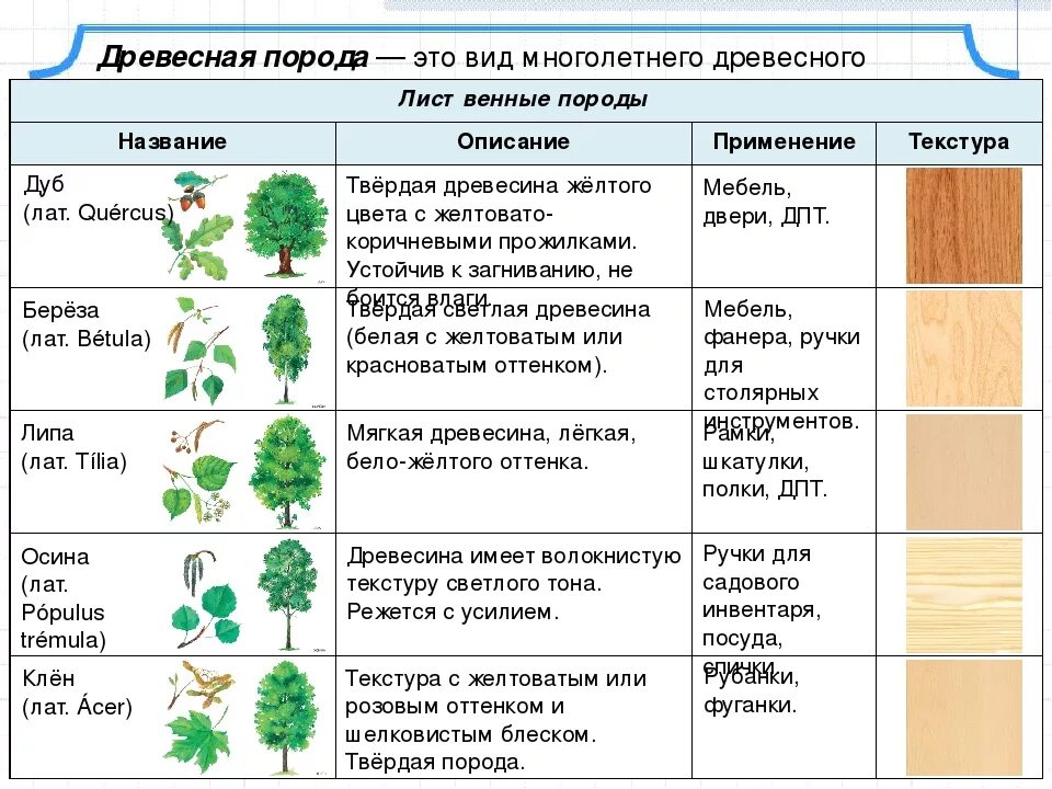 Описание древесины таблица. Образцы пород древесины название и свойства. Породы древесины таблица. Основные породы деревьев.