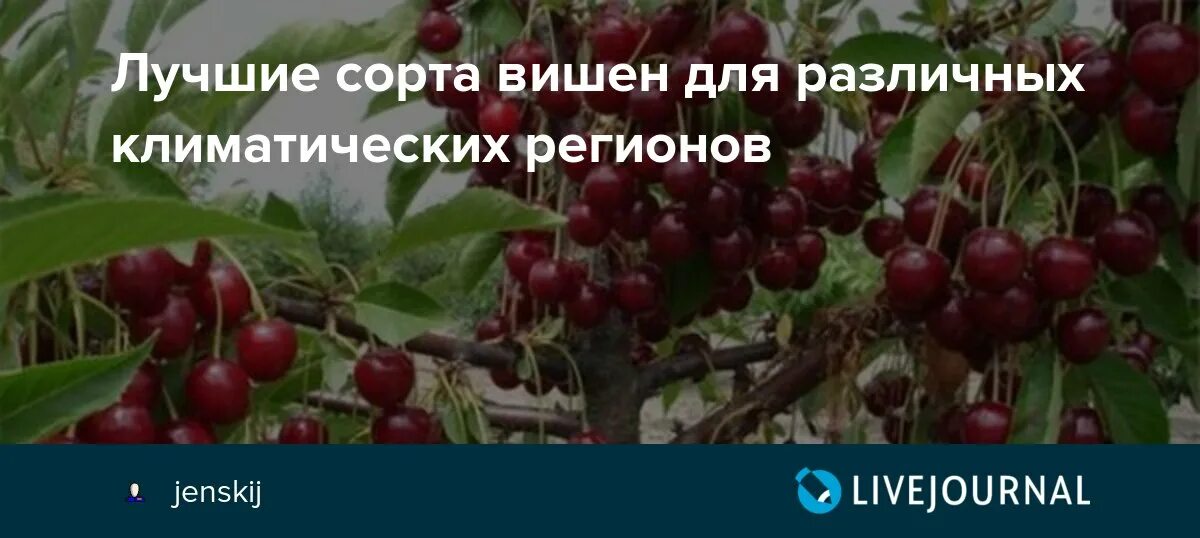 Вишня владимирская сорта опылители. Вишня Шоколадница опылители. Опылитель для черешни Шоколадница. Опылители для вишни Шоколадница лучшие сорта. Вишня Шоколадница описание сорта.