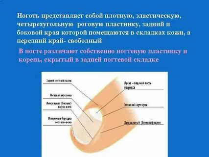 Развитие на туловище роговых пластинок