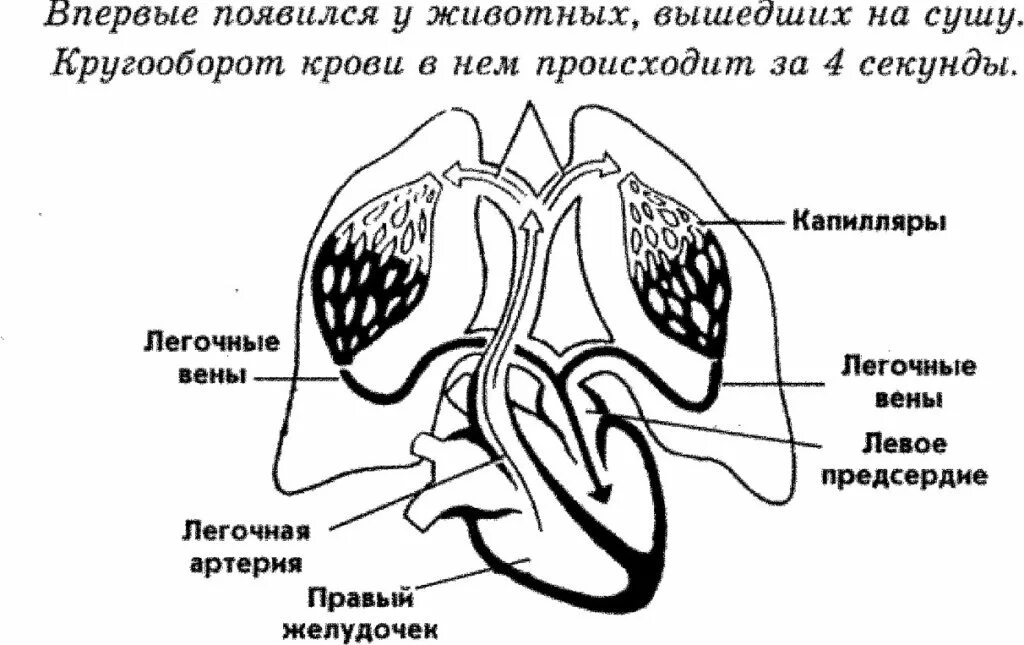 Малый легочный круг кровообращения. Малый легочный круг кровообращения схема. Малый круг кровообращения схема. Схема малого круга кровообращения (лёгочного). Легочный круг заканчивается