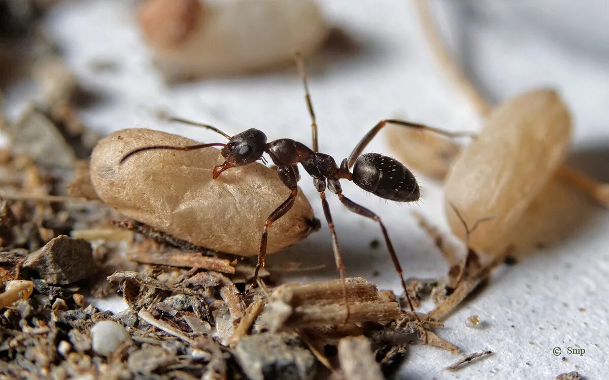 Феромоны муравьев. Среда обитания муравьев. Messor pergandei. Среда обитания муравья. Профессии муравьев.