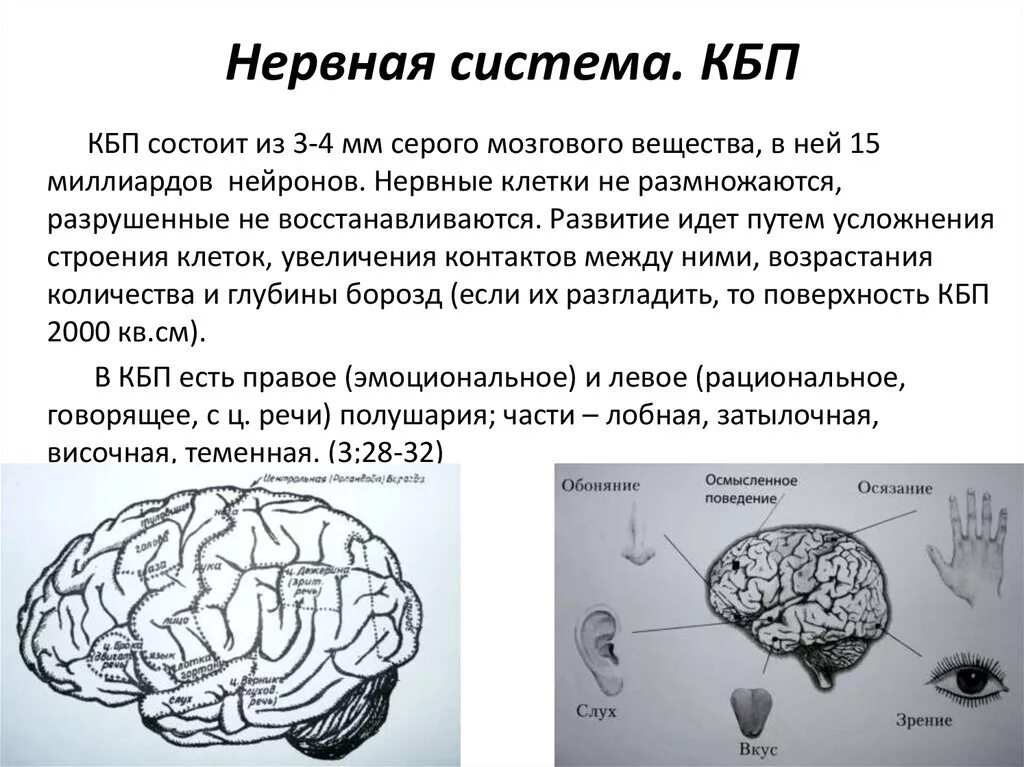 КБП нервная система. КБП головного мозга. Функциональные зоны КБП головного мозга. Строение КБП.