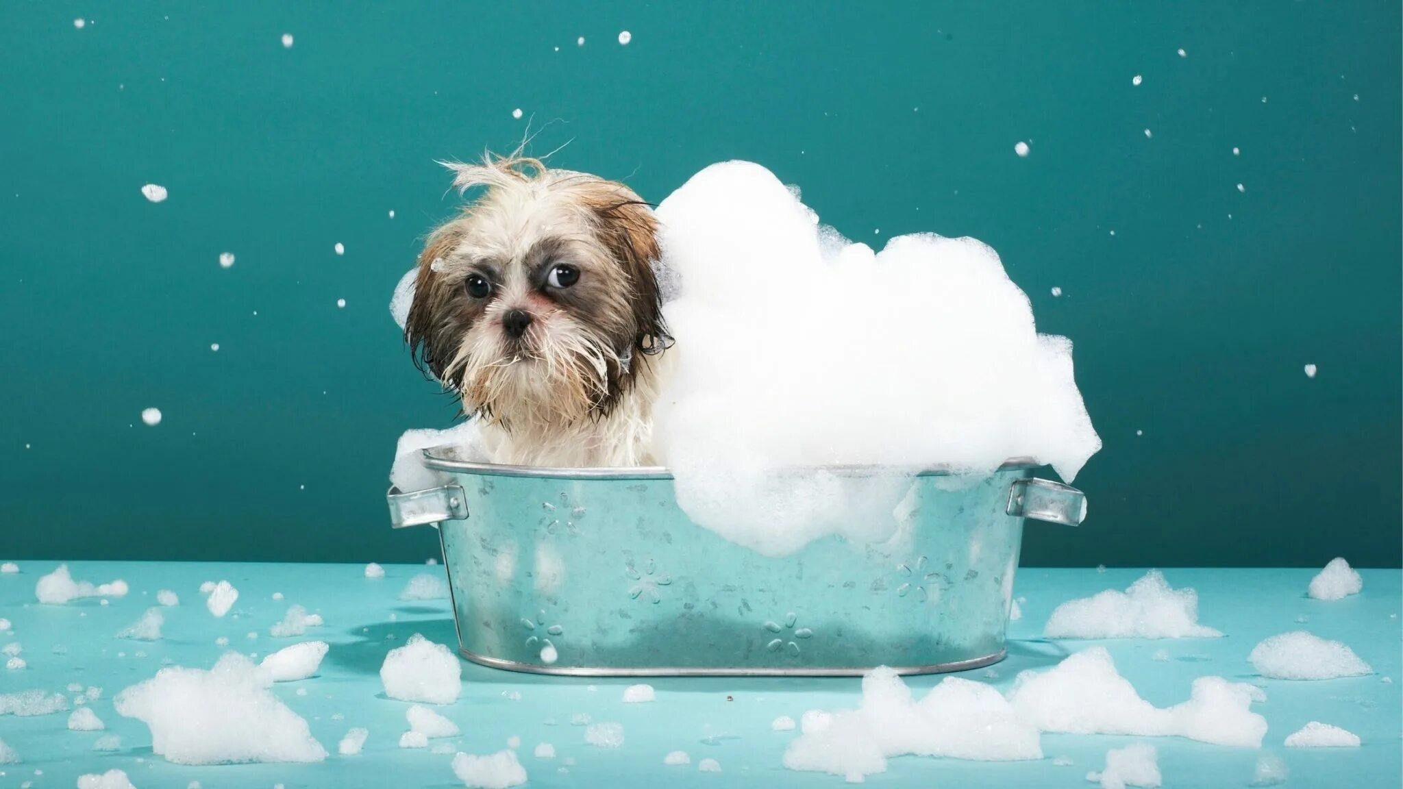 Dog bathing