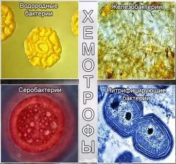 К хемосинтезирующим бактериям относят