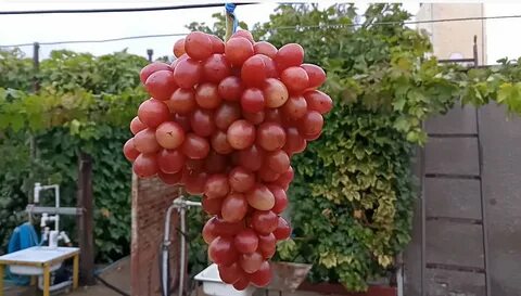 Виноград розе