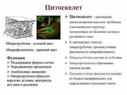Цитоскелет функции и особенности