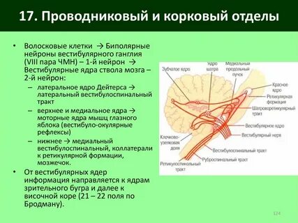 Какие импульсы поступают в корковый отдел анализатора