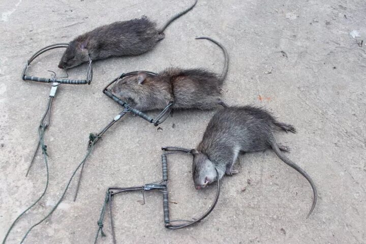 Капкан для крыс. Капканы для ловли грызунов. Крысиный капкан. Rat hunting