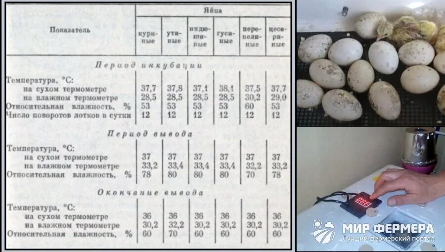 Сколько раз перевернуть яйца в инкубаторе. Период инкубации цесариных яиц таблица. Инкубация индюшат таблица режимов. Таблица инкубации гусиных яиц в бытовых инкубаторах. Таблица вывода гусят в инкубаторе Золушка.
