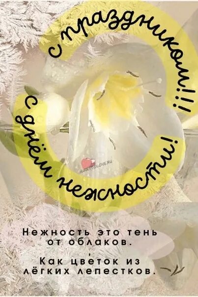 Международный день нежности. С днем нежности поздравления. Международный день нежности. День нежности 17 октября картинки с надписями. С днем нежности поздравления.