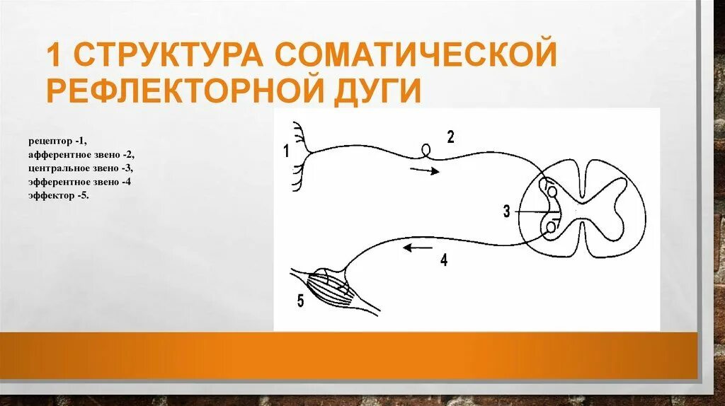 Звенья рефлекторной дуги соматического рефлекса. Хема рефлекторной дуги соматического рефлекса. Соматическая рефлекторная дуга схема. Звенья рефлекторной дуги схема.