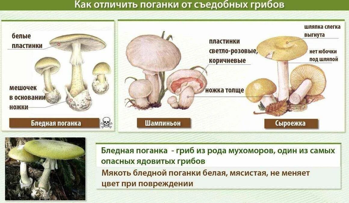 Различие бледной и шампиньона 2 класс. Бледная поганка гриб и шампиньон отличия. Ложный шампиньон бледная поганка. Бледная поганка гриб и шампиньон. Бледная поганка похожа на шампиньон.