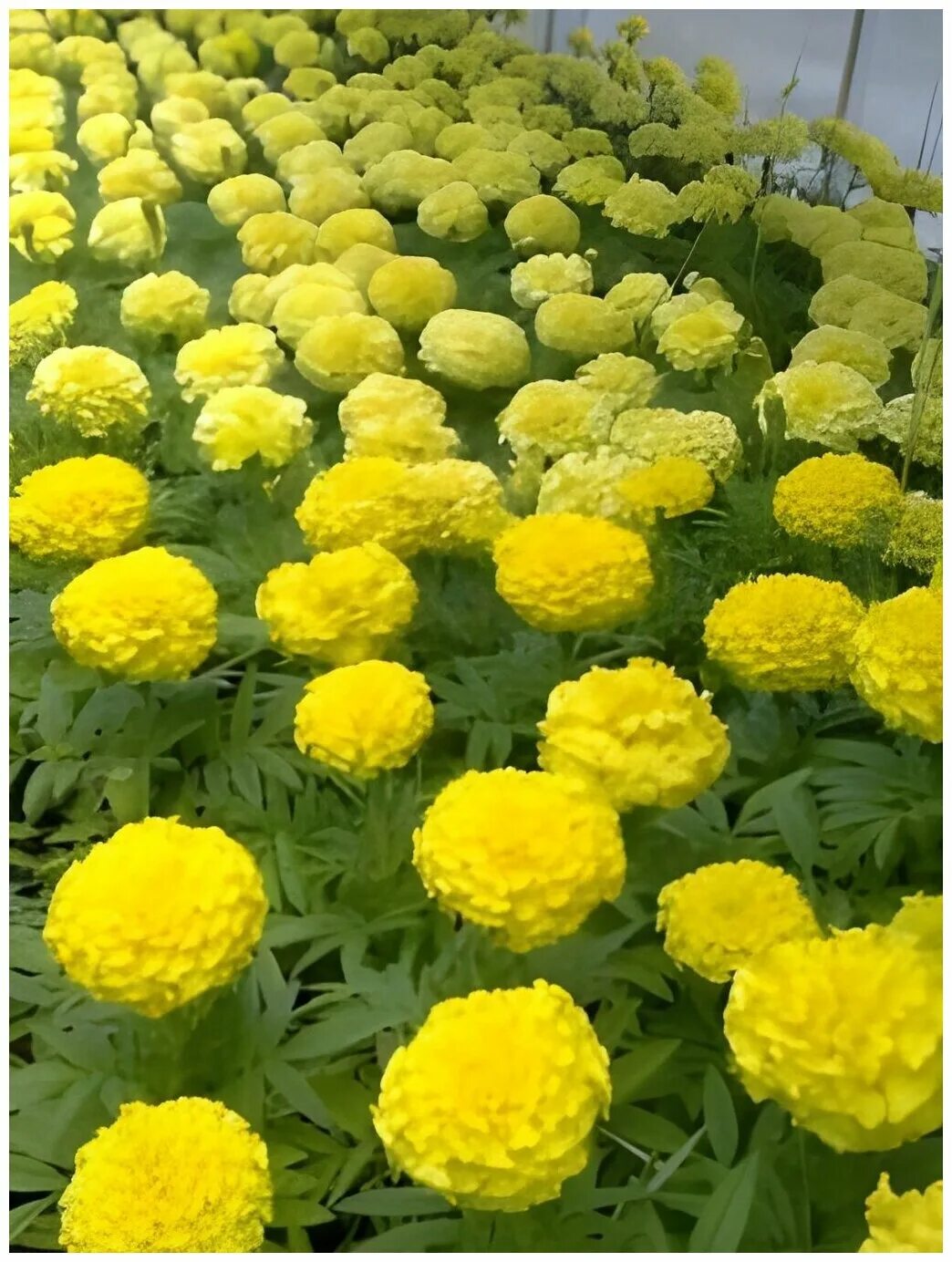 бархатцы. бархатцы золотой век. бархатцы золотой век. бархатцы тайшан. бархатцы золотой век, семена алтая.