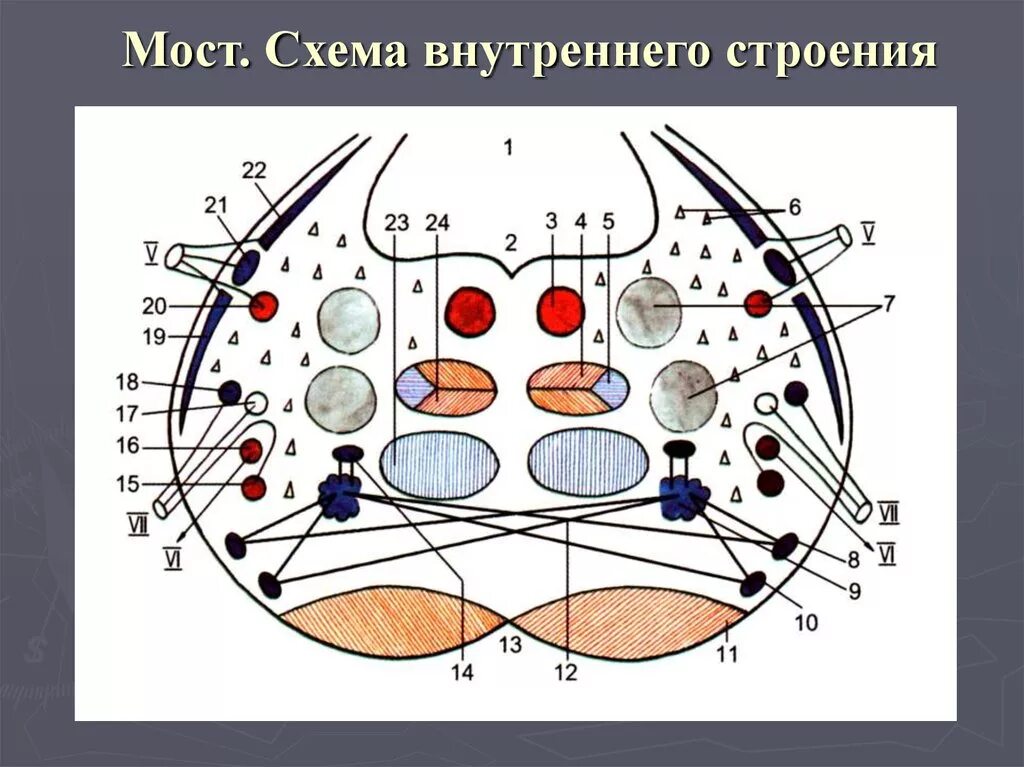 Ядра моста мозга. Строение моста схема анатомия. Внутреннее строение варолиева моста схема. Мост мозга поперечный разрез. Мост строение.