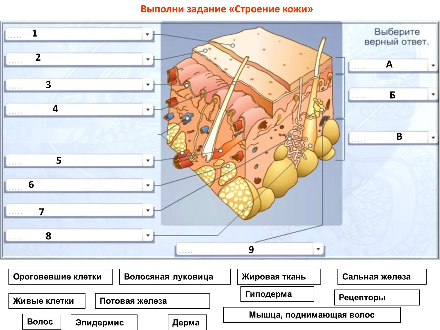 Тест по биологии 9 класс кожа. Живые клетки эпидермиса строение. Строение кожи задание. Строение кожи 8 класс биология. Карточка строение кожи.