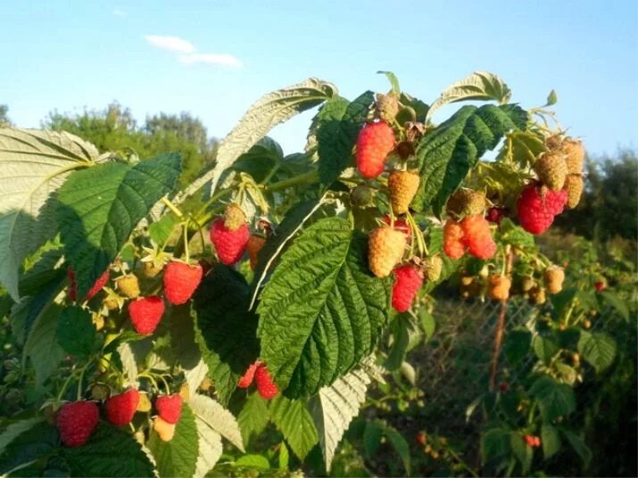 Сорта ремонтантной малины для сибири. Малина самородок (ремонтантный сорт). Малина ремонтантная Брянское диво. Малина ремонтантная Золотая осень. Малина ремонтантная Таганка.